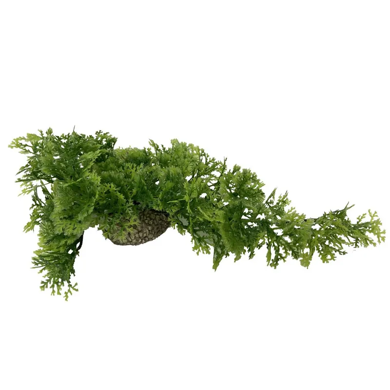 Preis Gesenkt AQUA DELLA Hängendes Moos 5 cm